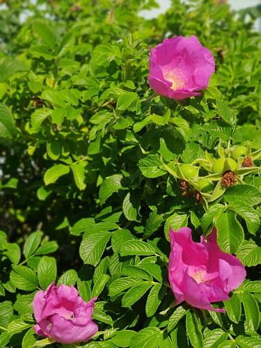 КОНТРОЛЬ КАЧЕСТВА ВОЗДУХА - ИЮЛЬ 2022 ГОДА